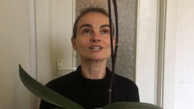 Снова о результатах воздействия витаминного тоника на орхидеи.