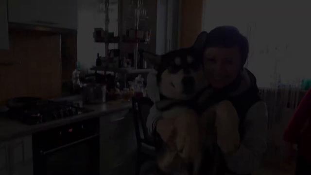 Аляскинский маламут -  Дори.