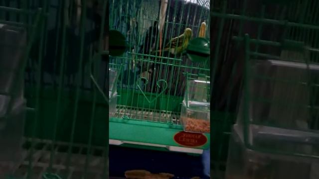 Кеша мой попугай.