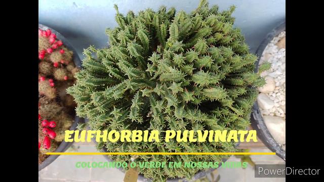 Suculentas, Cactos, Bromélias Que Pouco Aparecem No Canal, Atualização...