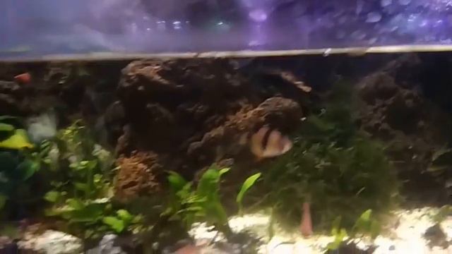 Rainforest Paludarium Cinematic Relaxation Preview