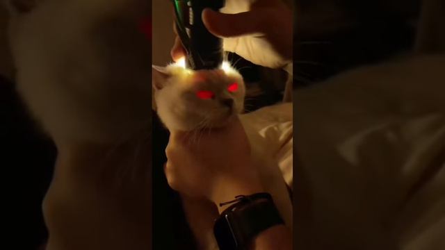 Как проверить кота на одержимость во славу Сатаны