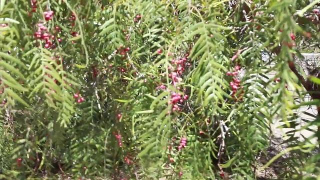 Суп для лесного духа /Уличные игры