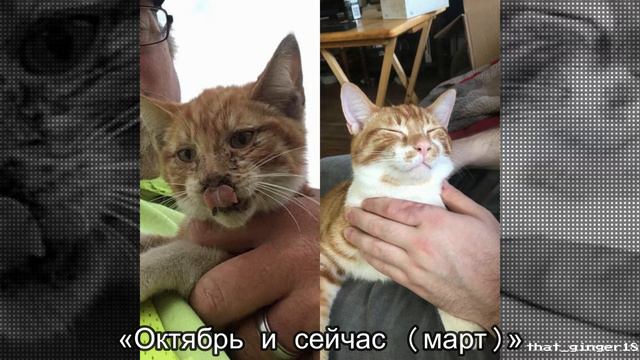 Топ. Как меняются коты, когда попадают в дом к людям, которые буквально позволяют им расцвести