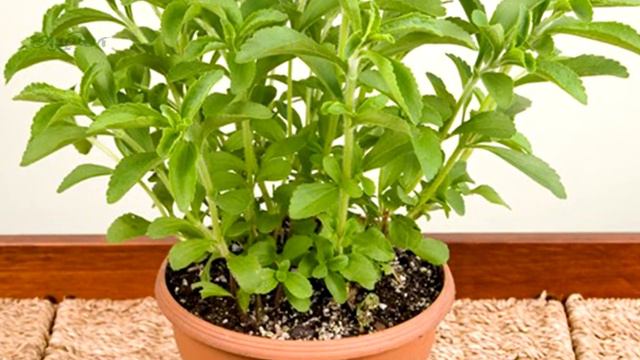 சீனி துளசி | Stevia Rebaudiana | Seeni Tulasi Benefits | Seeni Thulasi