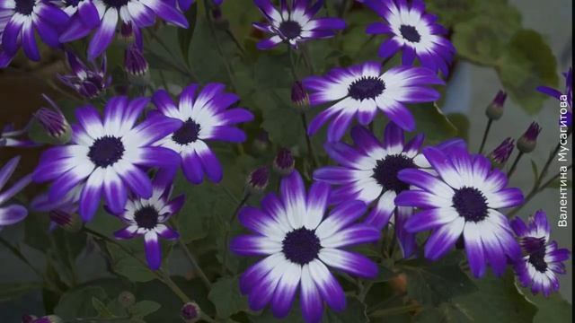  Цветы которые лучше всего сажать в марте в апреле и в мае