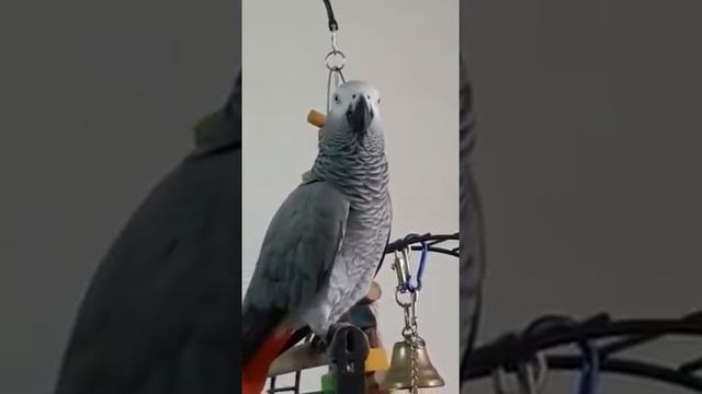 ябедничает как папа ругается...