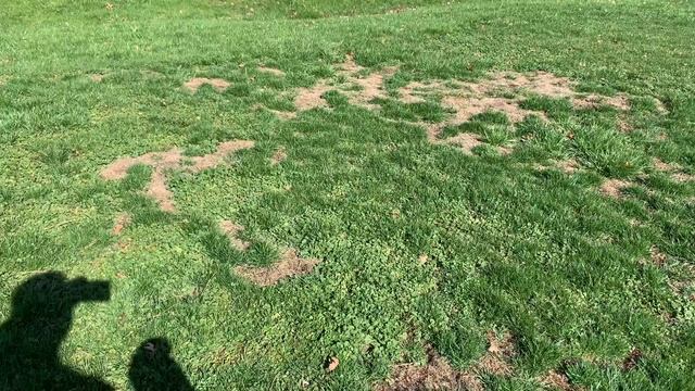 Spray Grass Seed With Hydro Mousse Liquid Lawn