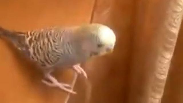 НАГЛЫЙ ПОПУГАЙ ПЕВУН