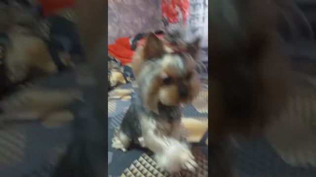 йоркширский терьер часть3 самая умная собака