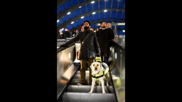 На собаку поводыря повесили скрытую камеру. Люди АХНУЛИ, увидев, что она сняла