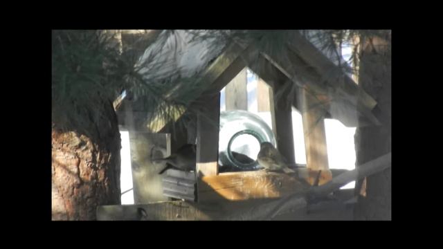 Воробьи VS Синицы VS Снегири
