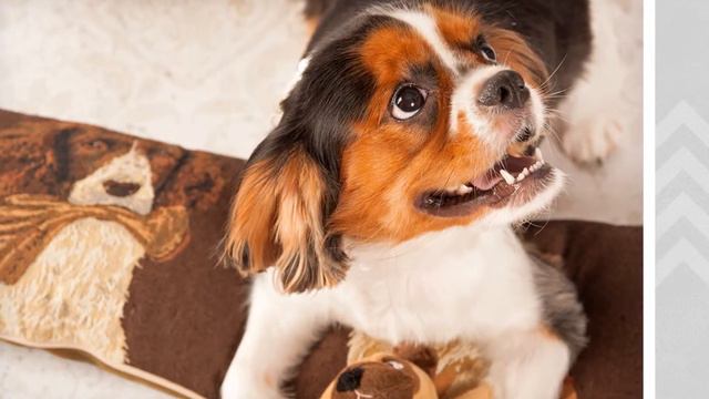 Cavalier King Charles Spaniel - C.S.Ling Photography Mini Photo Session : Kang Kang