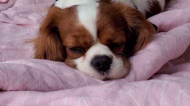 Odin The Cavalier King Charles Spaniel . Кавалер кинг чарльз спаниель