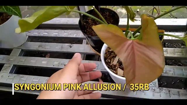 BORONG SYNGONIUM HARGA MURAH!!! || LANGSUNG DARI PETANI!!