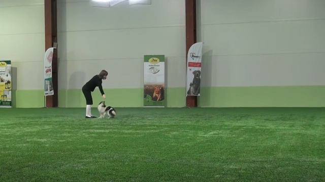 Класс Открытый фристайл  Балюбаш Полина и  Марвитхолл Крейт де Дрим