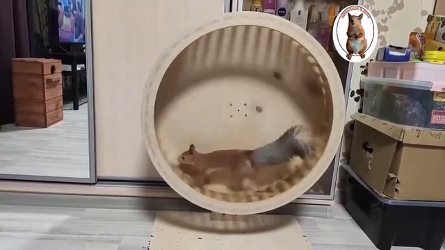 Как придать белке ускорение...! ???️ How To Give A Squirrel Acceleration