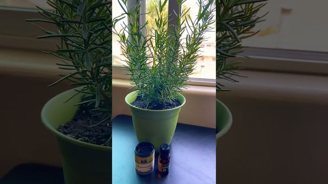 Rosemary Essential Oils Can Help With Memory Loss / Video Short