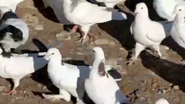 Бакинские голуби Абрашкина Андрея в Уфе!89177833993