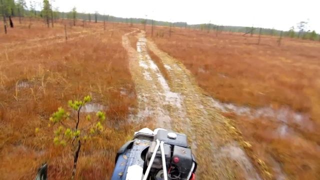 Осеннее половодье. Болота