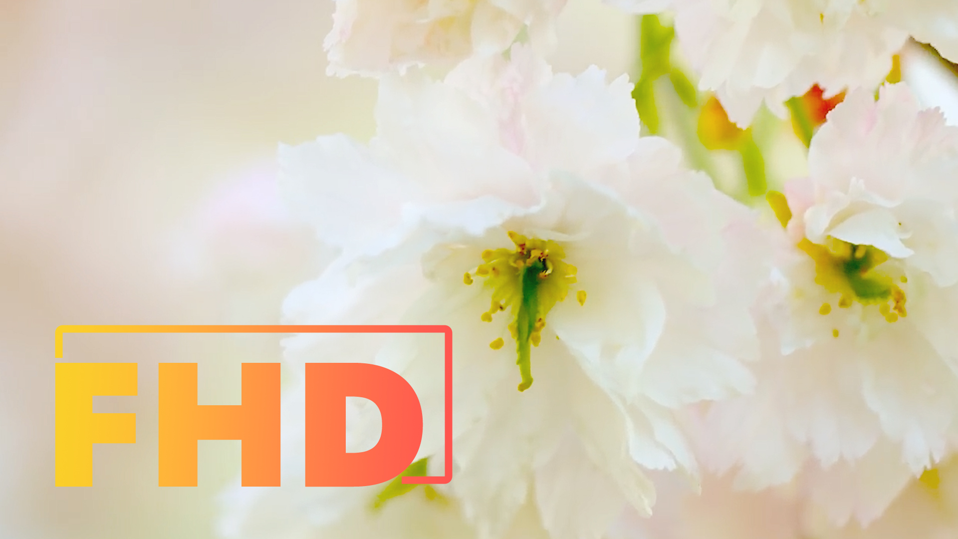 Цветы. Звук природы. Расслабляющее видео. 2 часа. Природа. Релакс. Relax.