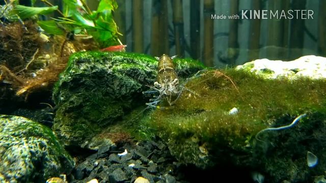 Водоросли в аквариуме / Algae In An Aquarium