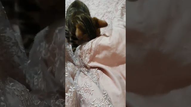 бенгальская кошка/моменты жизни Афины