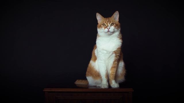 Ginger. Cinematic Video. 4k. Nikon D500. NIKKOR 35mm F/1.8G.