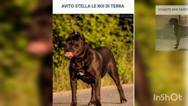 КАНЕ КОРСО КРЫМ. ПОМËТ KARDANO DI HERCULESSO PARTA FORTUNA&  INFINITI ZIRKA PAVLIY