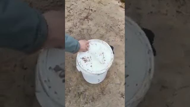 Наглость второе счастье