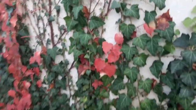 #плющ#украшение#стены#растения#знают#как#красиво🌿
