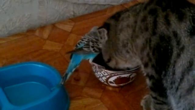 Кот и попугай