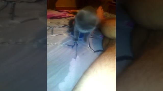 прикол 2015 киска и апельсинка