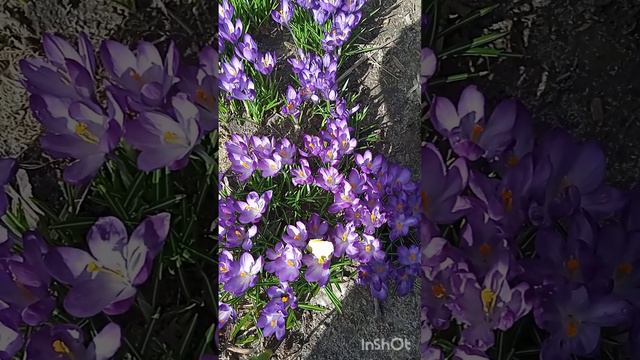 Цветы-это улыбка солнца,которая дарит радость(Жюль Верн)