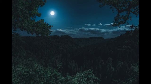 Звуки ночного леса