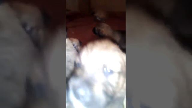 Отдаём щенков в добрые руки! Порода неизвестная. Щенкам месяц.Крым.