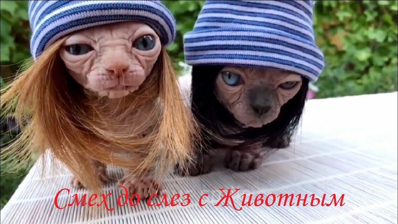 ? Приколы про котов и собак 2021 ? Самые смешные домашние животные ? Коты рулят ?.mp4