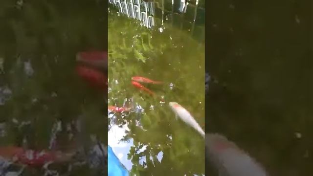 Рыбки кои и комета в пруду в пруду,пруд сами сделали