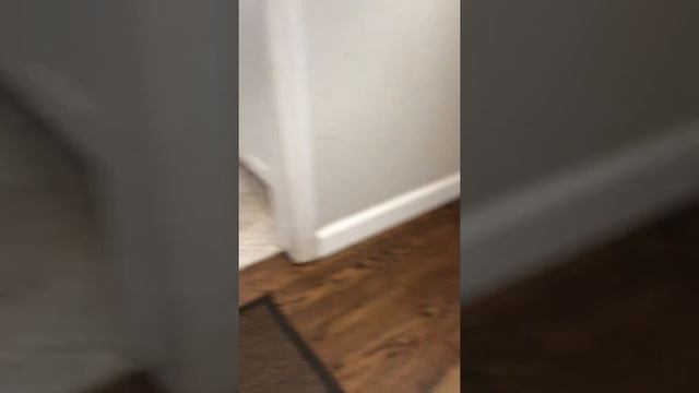 Bengal Kittens Second Day At Home смешные Бенгальские котята
