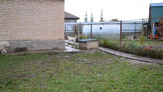 Кламбер и голдены