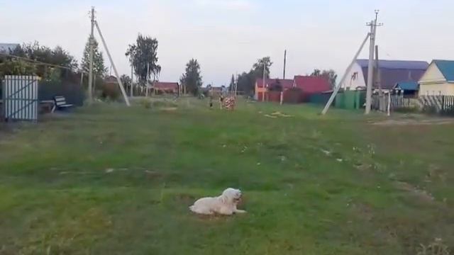 Шелехметь. Наша деревня.2016г.