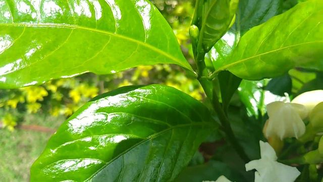Gardênia-Branca/(Gardenia Jasminoides) J. Ellis.  [Leitura Na Descrição]#jasmim