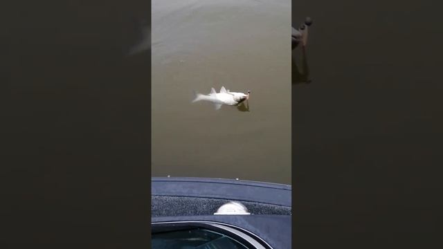 Астраханская область, село Маково, ловля жереха.