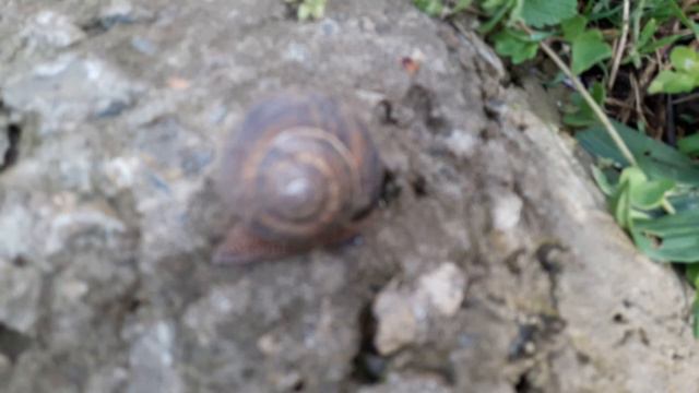 Улитки в Краснодаре