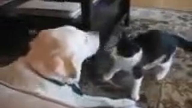Кошак пристаёт к псу