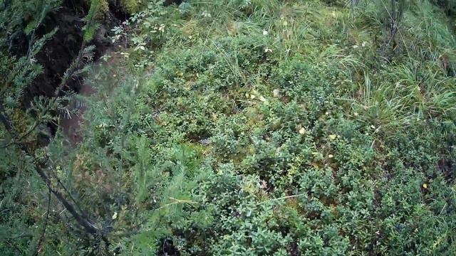 Охота на Рябчика / Солонец / Потерял собаку, нашёл металлолом.