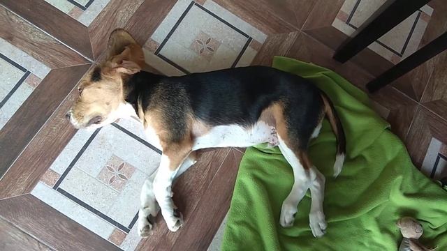 Бигль Бостон (5 месяцев) бегает во сне.