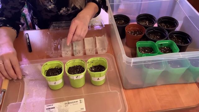 Посев ПЕРЦА на рассаду.