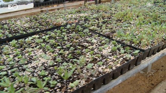 Чем пахнет миллион? Как построить цветочный бизнес на селе