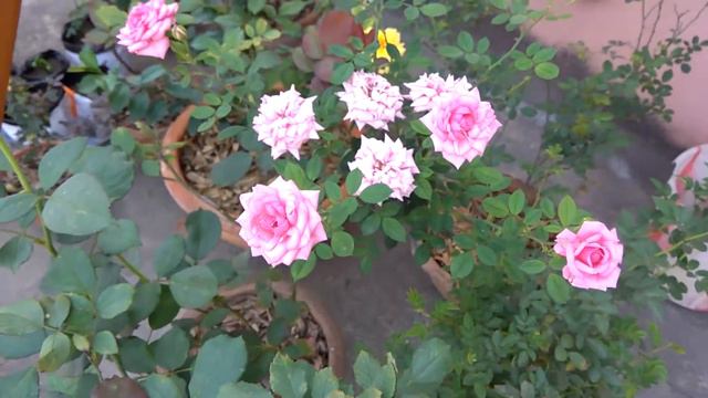 Rose Plant Summer Bloom